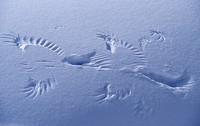 Ice/Snow