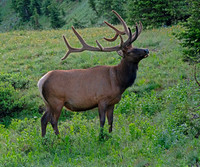 elk-4782-d