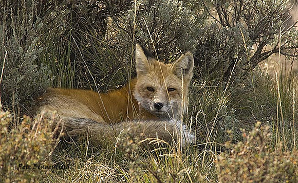 fox-359-d