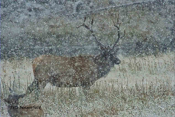 elk-4928-d