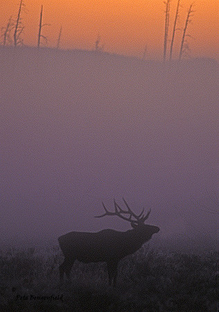 elk-4384-f