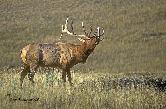 elk-0189-k