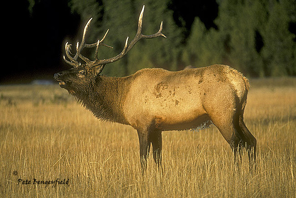 elk-473-k