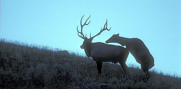 elk-1799-k