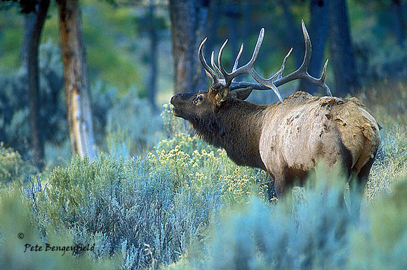 elk-1401-f