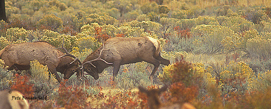 elk-2481-f