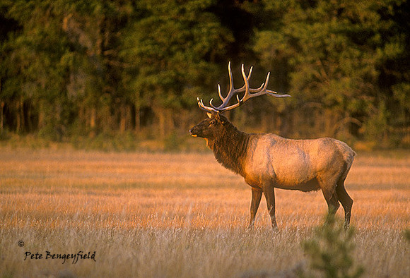 elk-1357-k