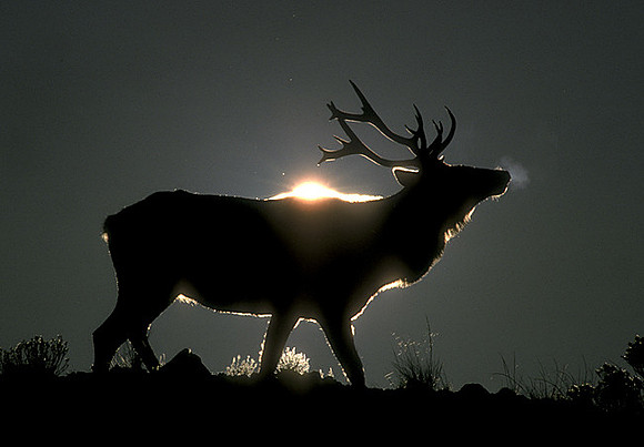 elk-1127-k