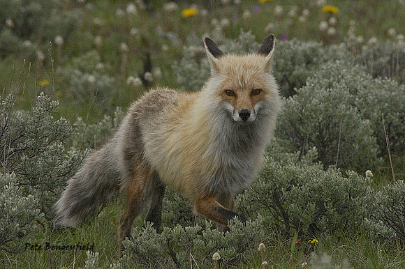 fox-402-d