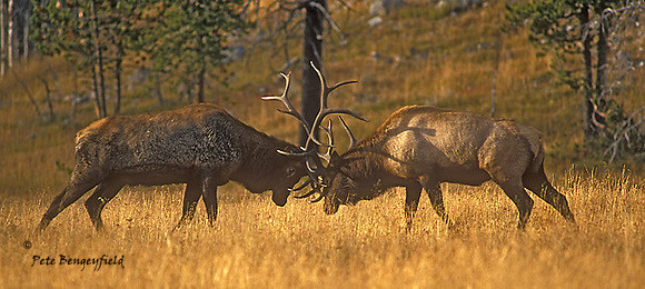 elk-2873-f