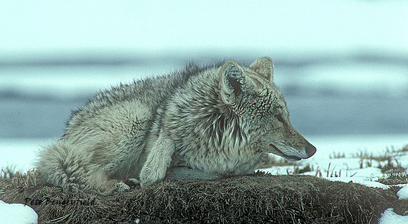 coy-194-k