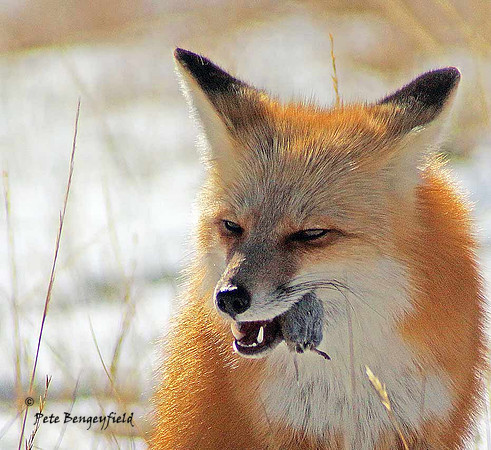 fox-506-d
