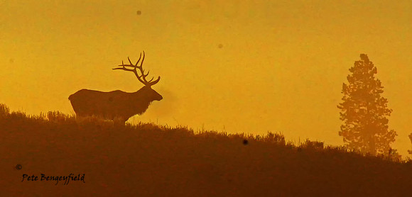 elk-4941-d