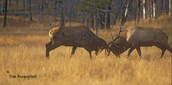 elk-2863-F