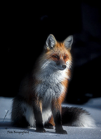 fox-019-k