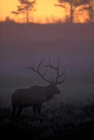 elk-4023-f