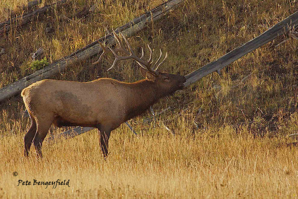 elk-4923-d