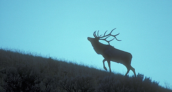 elk-1794-K