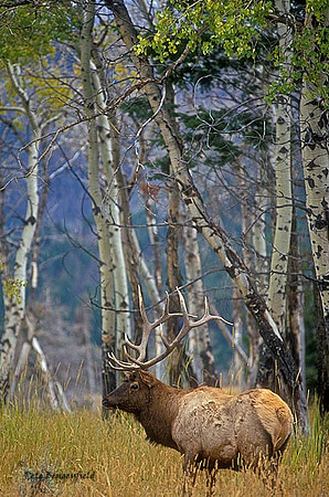 elk-2804-f