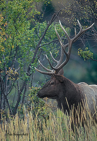 elk-2788-f