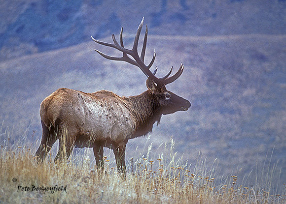 elk-0144-k