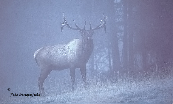 elk-0236-k