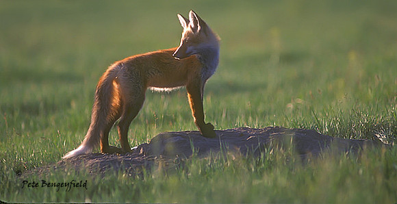 fox-099-k