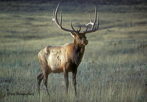 elk-0212-k