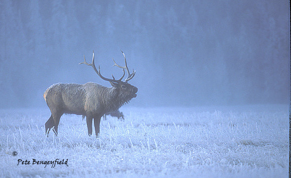 elk-0369-k