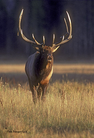elk-2147-K