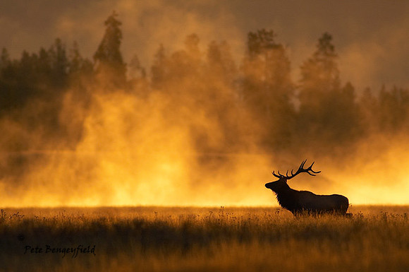 ELK-4528-d