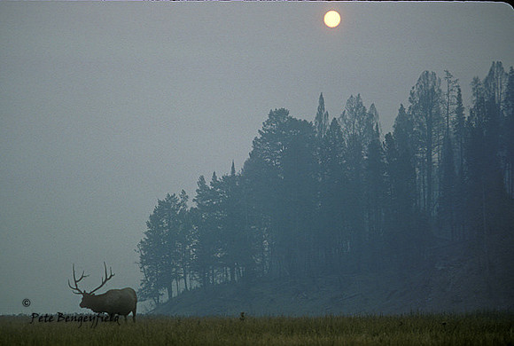 elk-2077-k