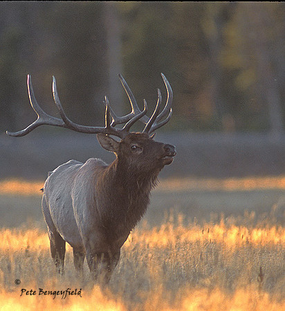 elk-4162-f