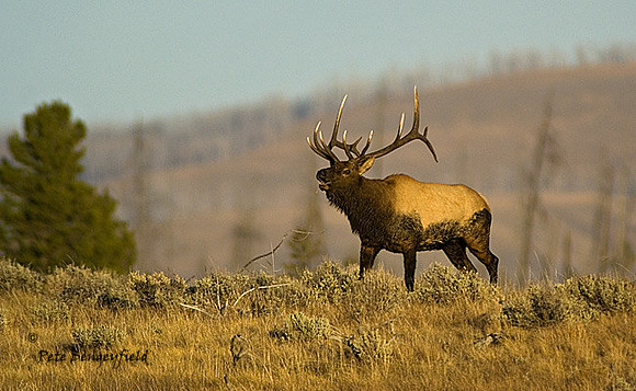 elk-4816-d