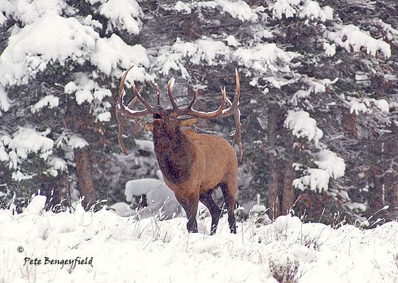 elk-4743-d