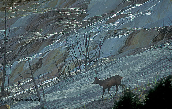 elk-2768-f