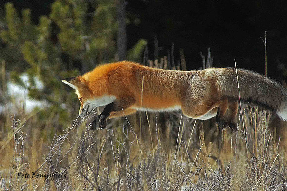 fox-508-d