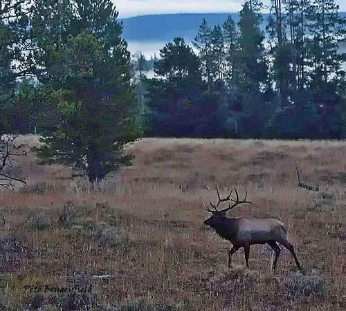 elk-4933-d