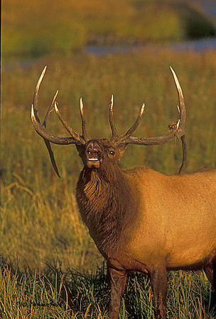 elk-2332-f