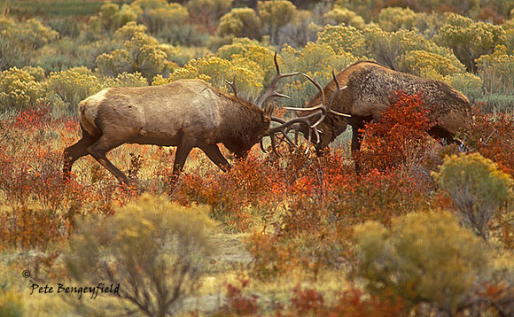 elk-2486-F
