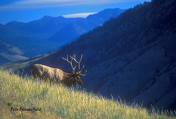 elk-363-f