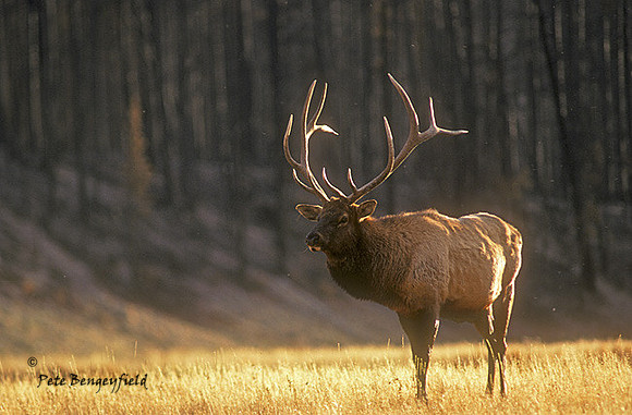 elk-1220-k