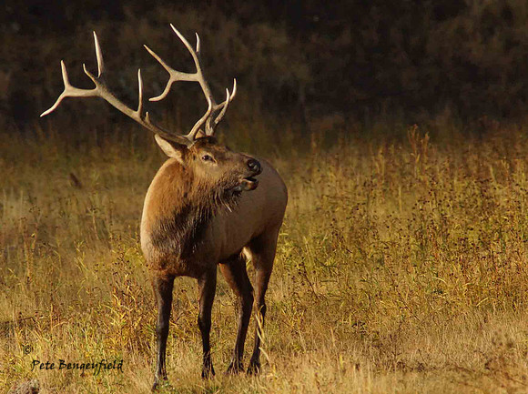 elk-4919-d
