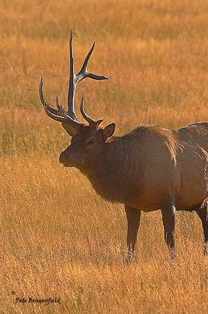 ELK-4514