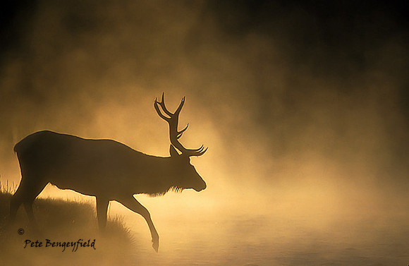 elk-0482-k