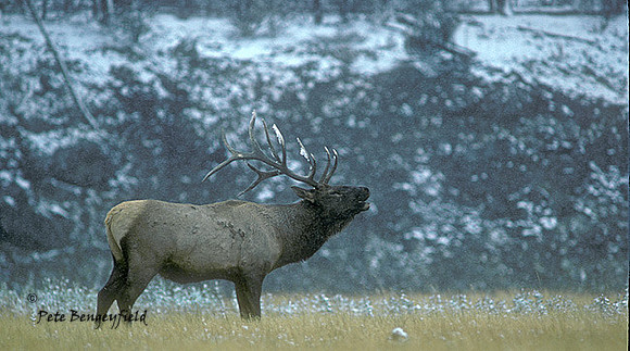 elk-1068-k