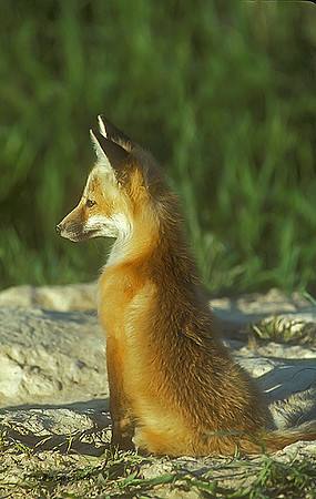 fox-052-k