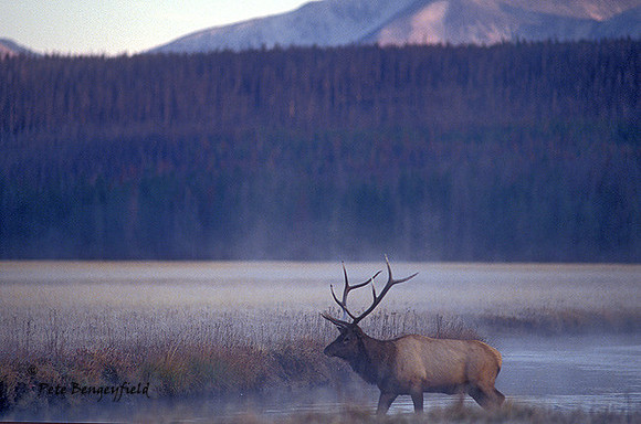 elk-2176-F