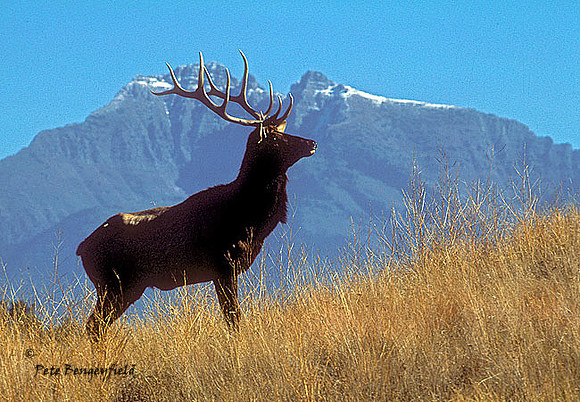 elk-9-k