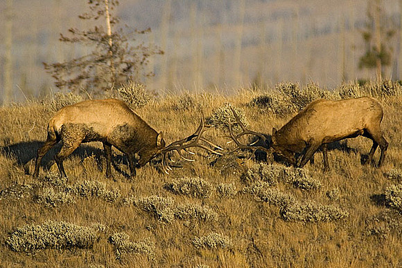elk-4808-d